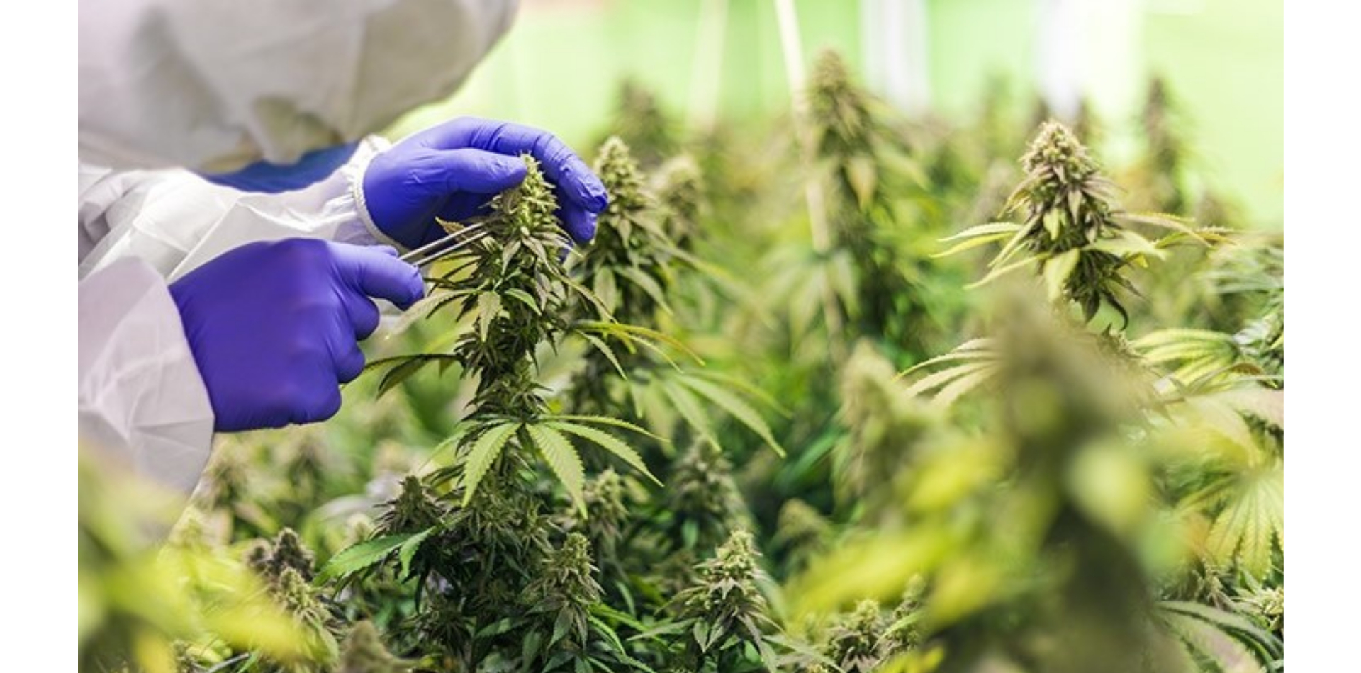 Bundesgericht ordnet DEA an, zu erklären, warum sie Anträge auf Cannabisanbau ignoriert hat