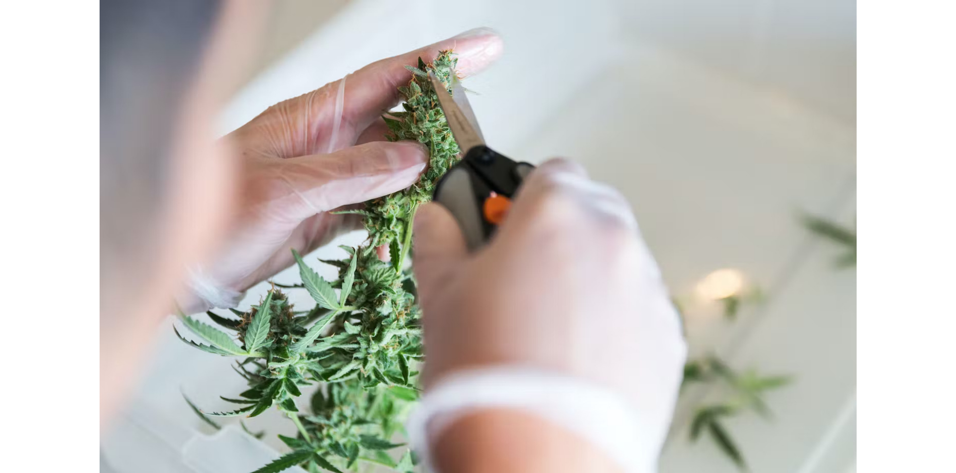Sind Cannabis-Handschneider eine gefährdete Spezies?