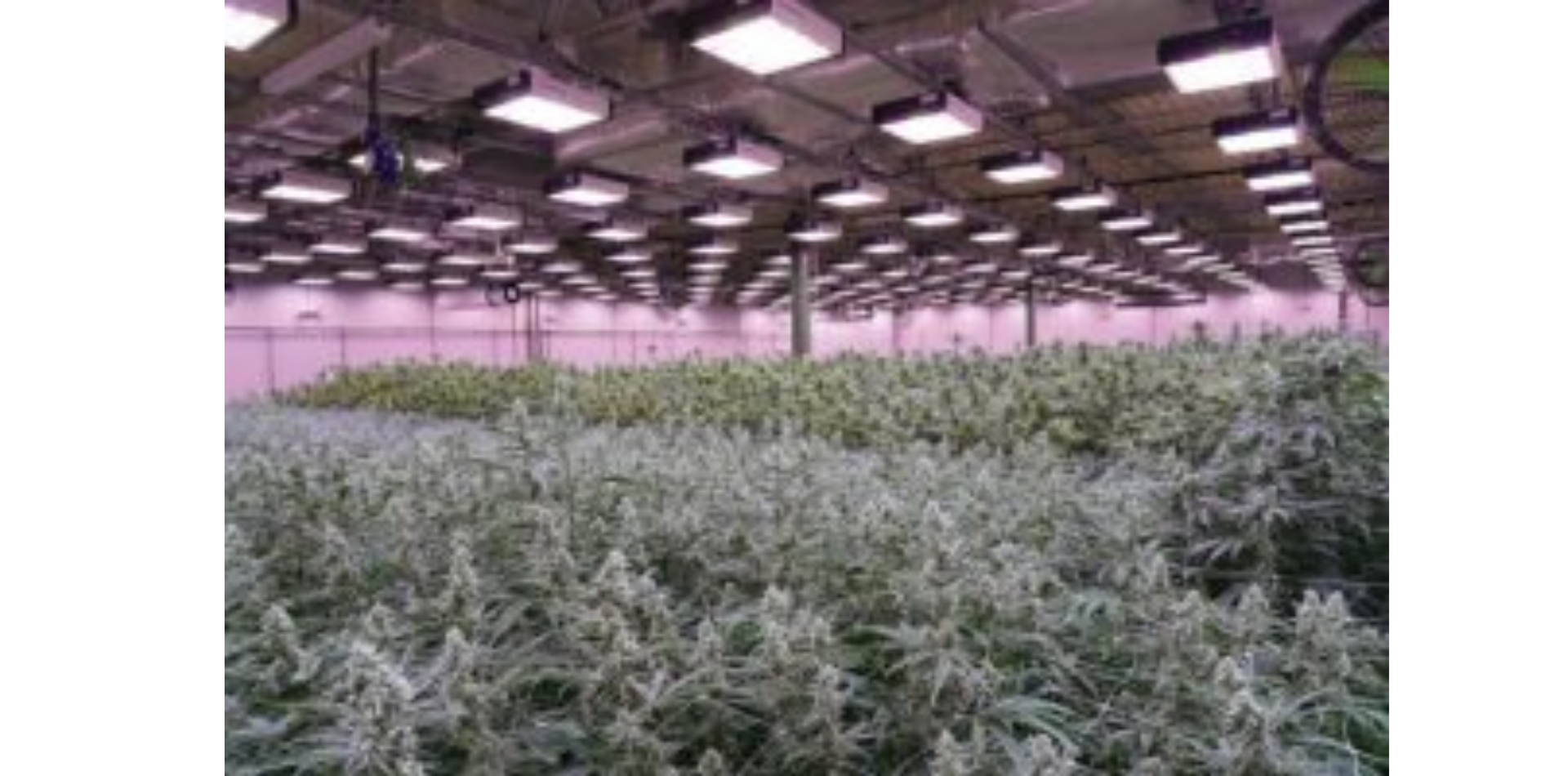 Die Kosten für den Cannabisanbau nach Bundesland