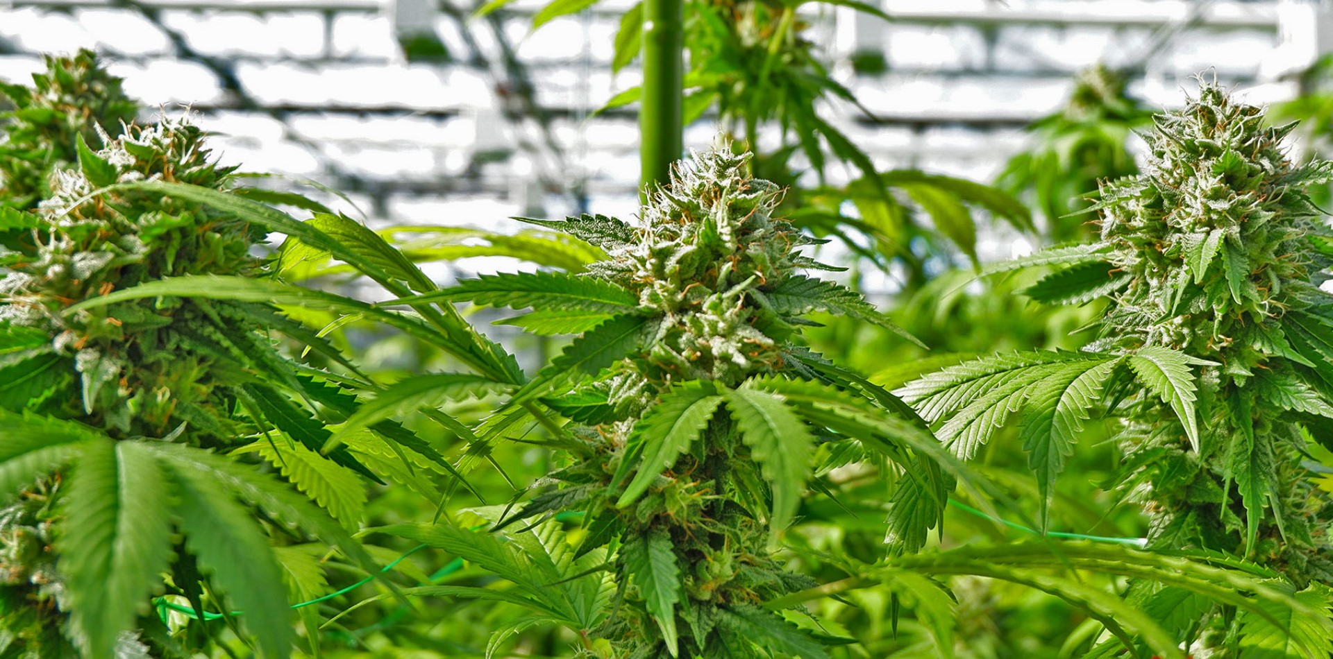 Von der Saat bis zum Verkauf Nevadas Cannabis-Industrie als Cash Crop