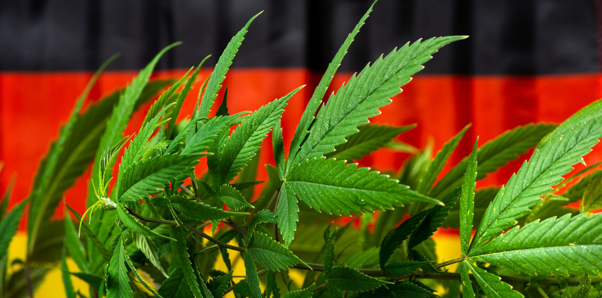 "Positive Schockwellen": Deutschland beschleunigt Prozess der Cannabis-Legalisierung