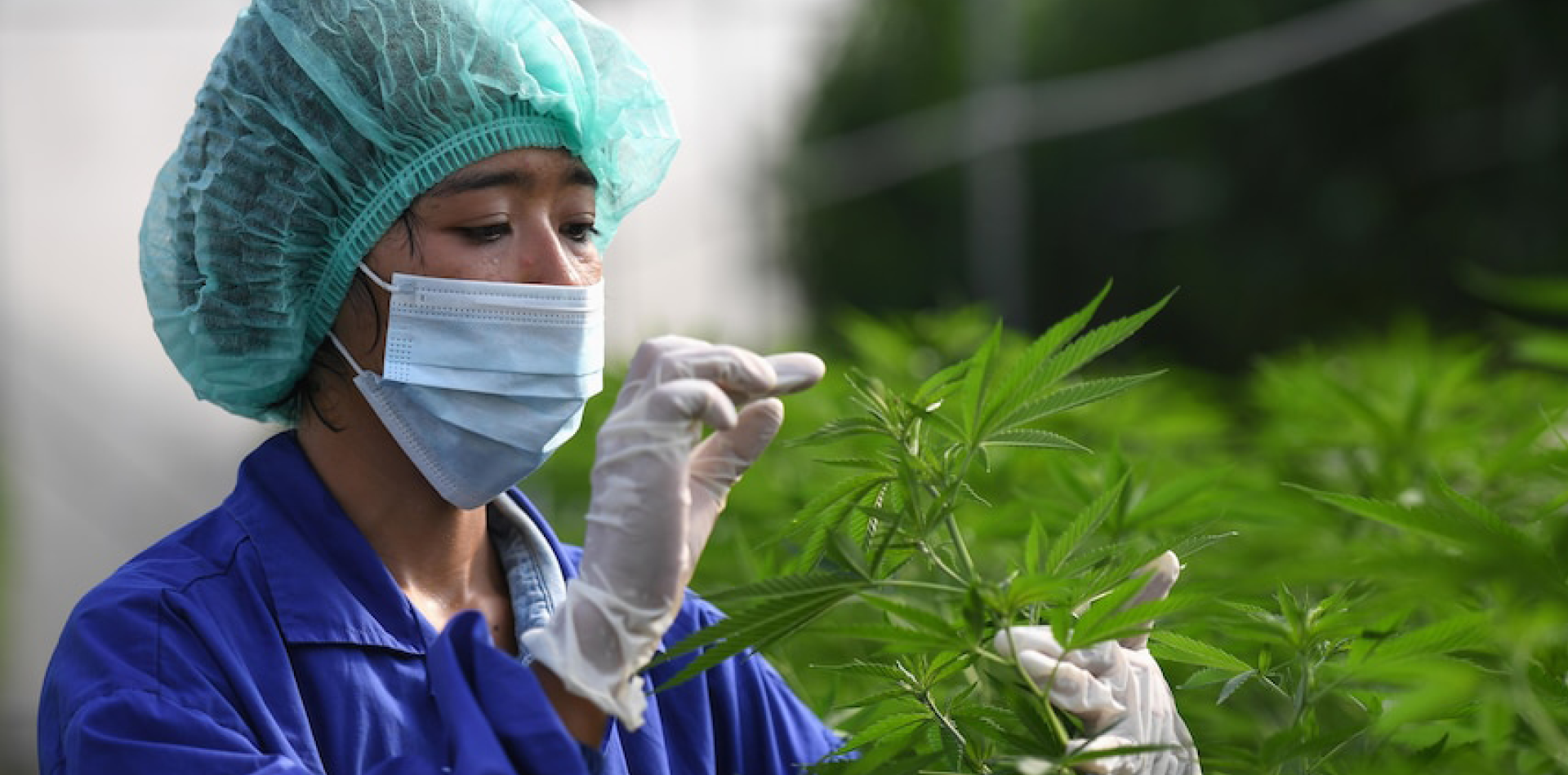 Thailand streicht Cannabis von der Betäubungsmittelliste und entkriminalisiert den Anbau von Pflanzen zu Hause