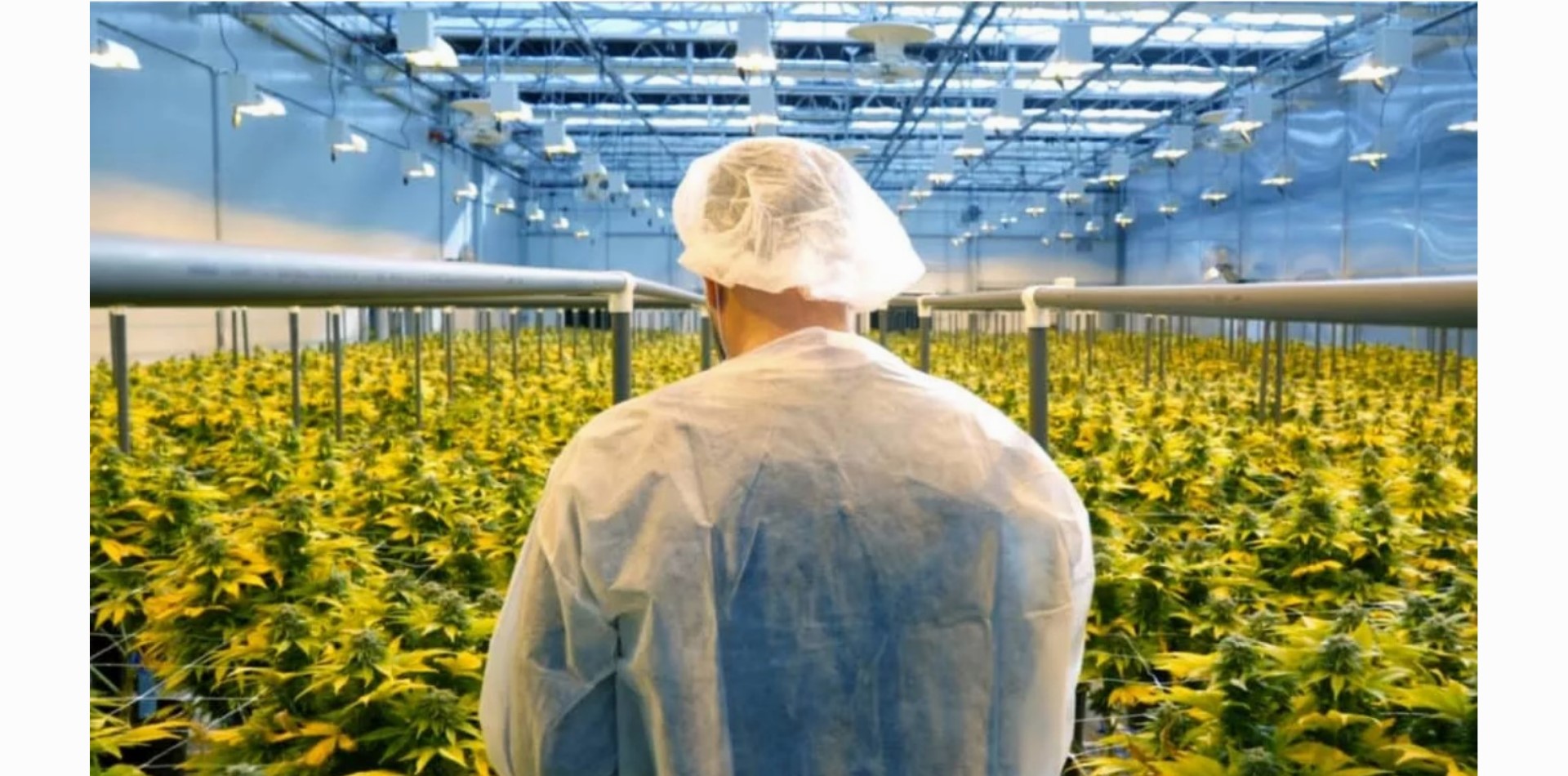 COVID-19 hinterlässt seine Spuren in der Cannabisindustrie, sagen Insider