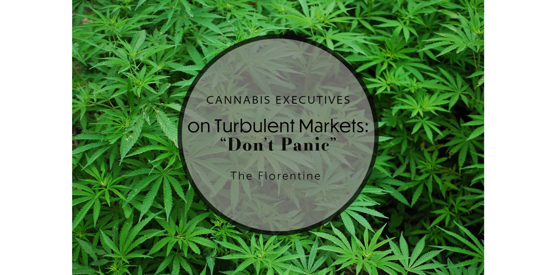 Cannabis-Führungskräfte über turbulente Märkte: "Nicht in Panik geraten"