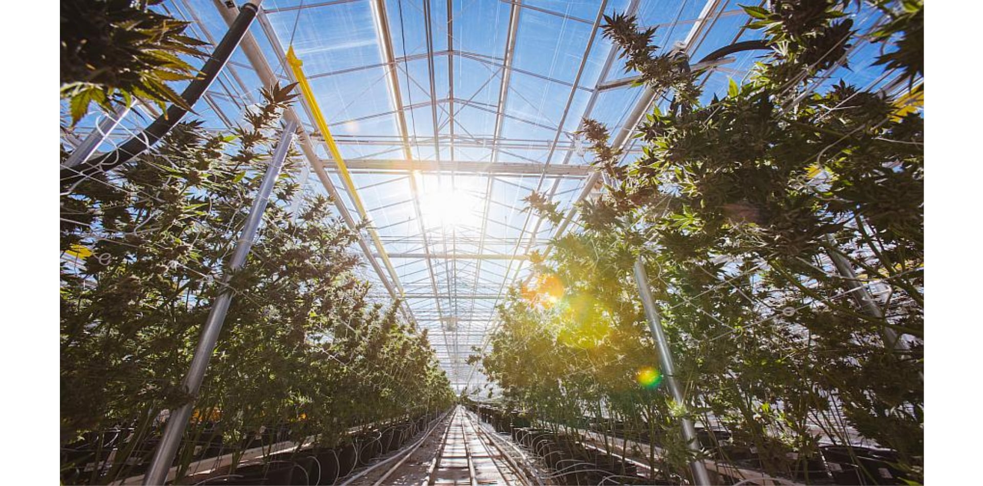 Cannabis Top 20: North America’s Largest Commercial Grows 