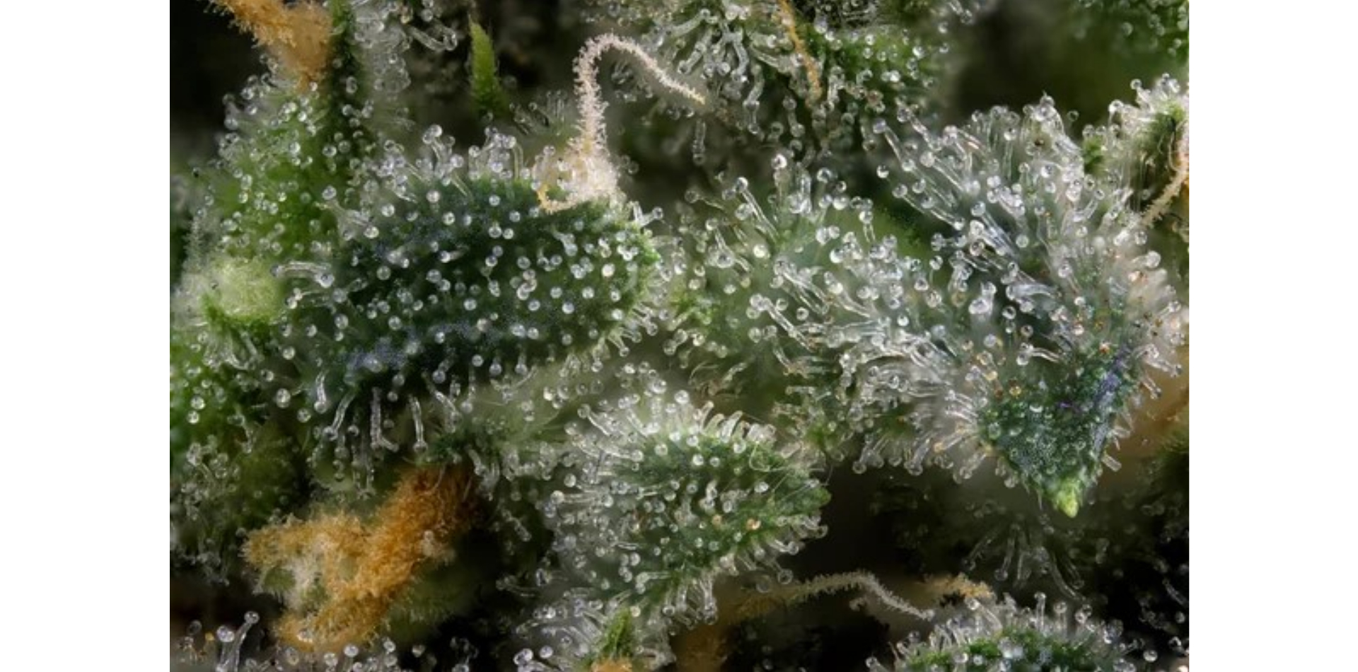 Cannabis-Terpene: Was Anbauer wissen müssen