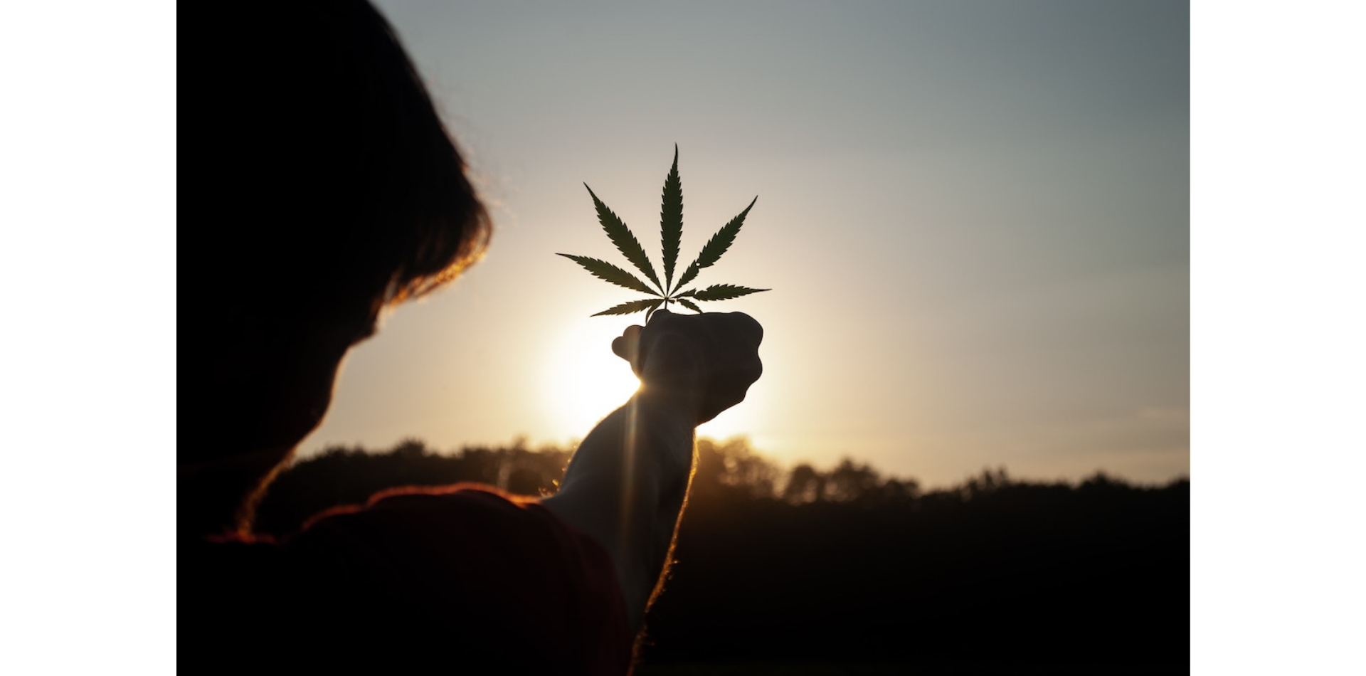 Gewinner und Verlierer von Cannabis für den Freizeitgebrauch in Deutschland