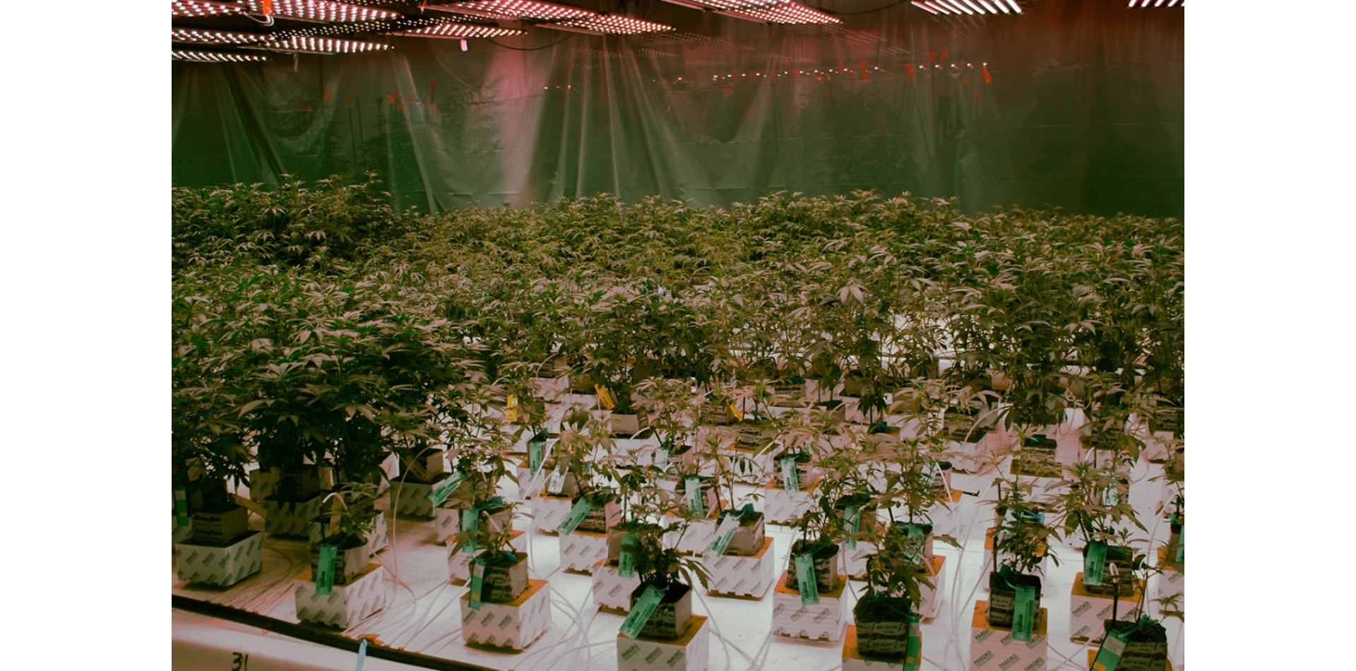 Die USA sind führend bei Cannabis-Innovationen, geben aber den Weltmarkt an Kanada ab