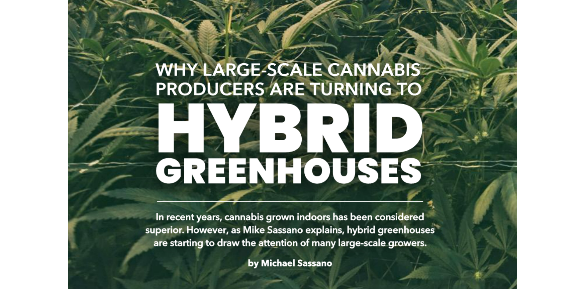 Warum Cannabis-Großproduzenten auf Hybrid-Gewächshäuser setzen
