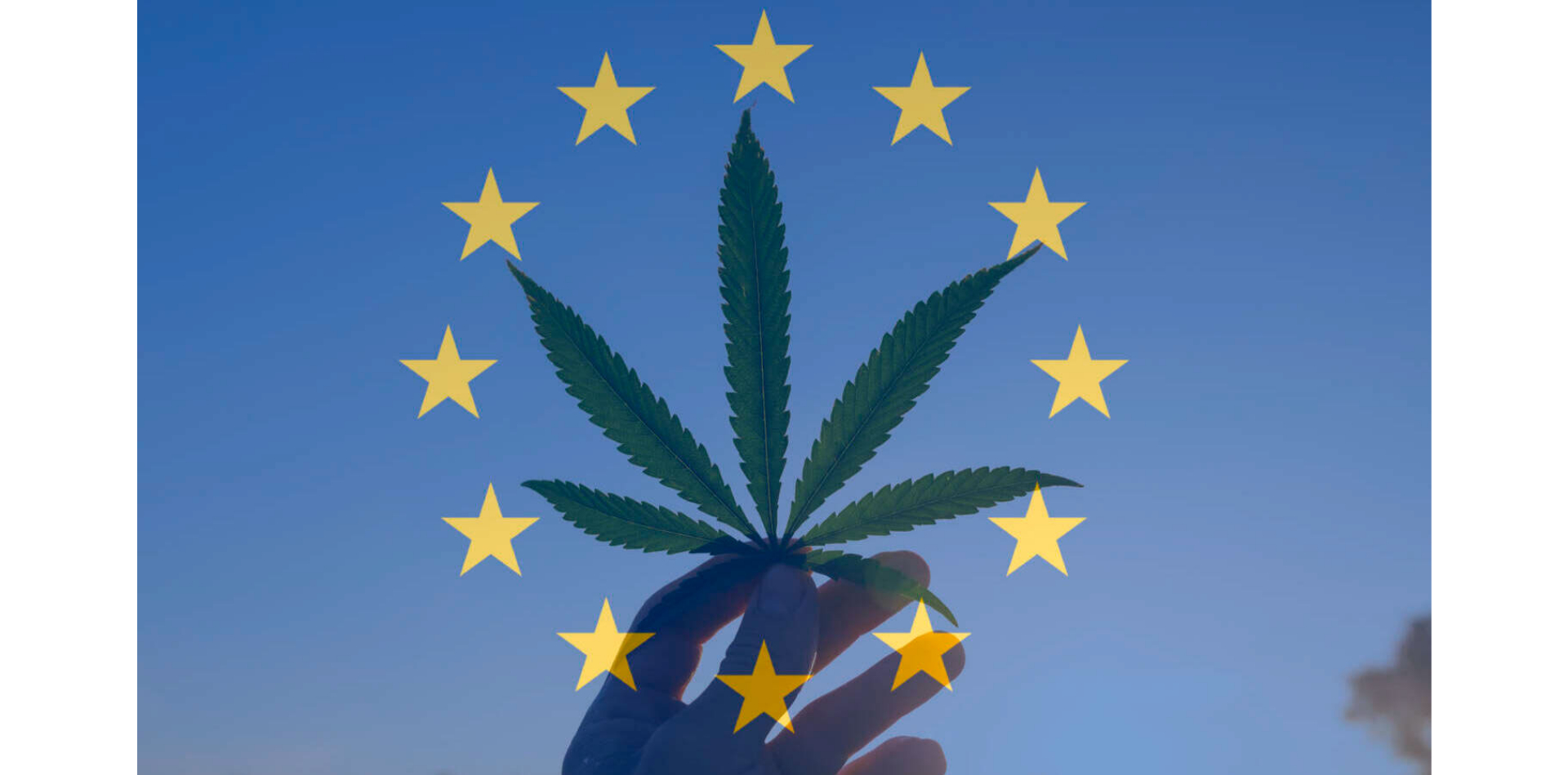Deutschlands Schritt zur Legalisierung von Marihuana wird ein Lauffeuer in Europa entfachen, sagt dieser Cannabis-CEO