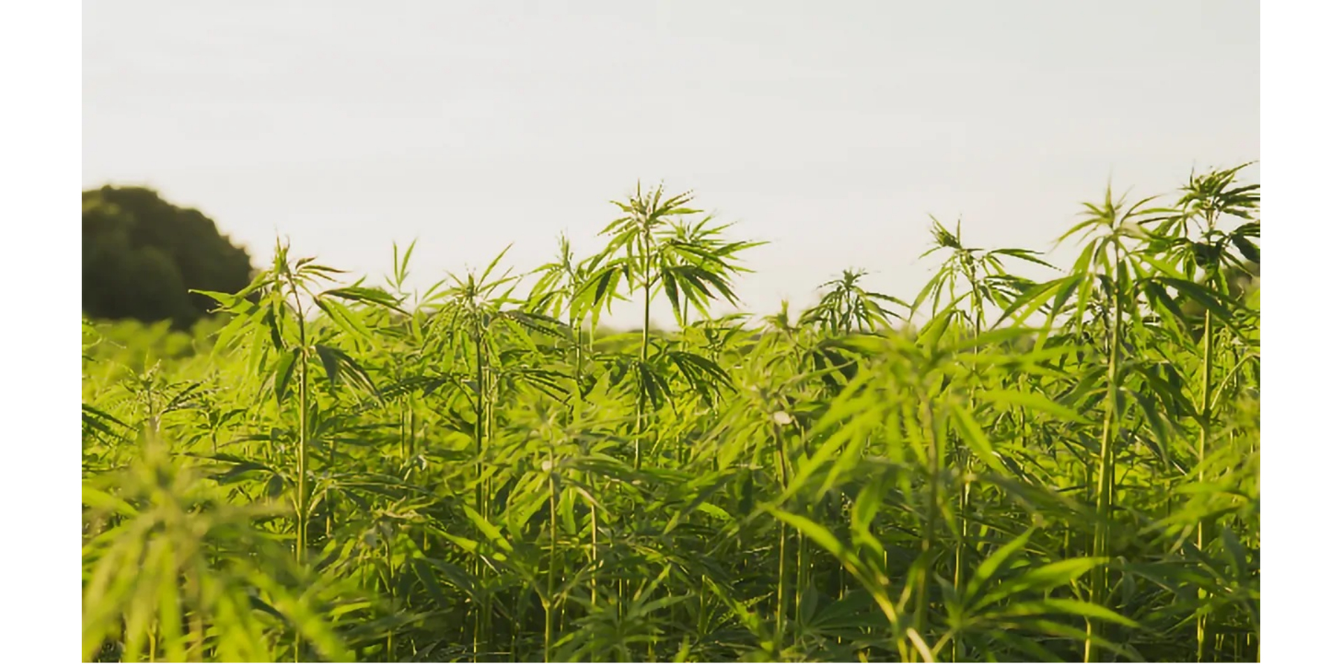 Bundesgericht ordnet DEA an, die Untätigkeit bei Anträgen auf Cannabisanbau zu erklären