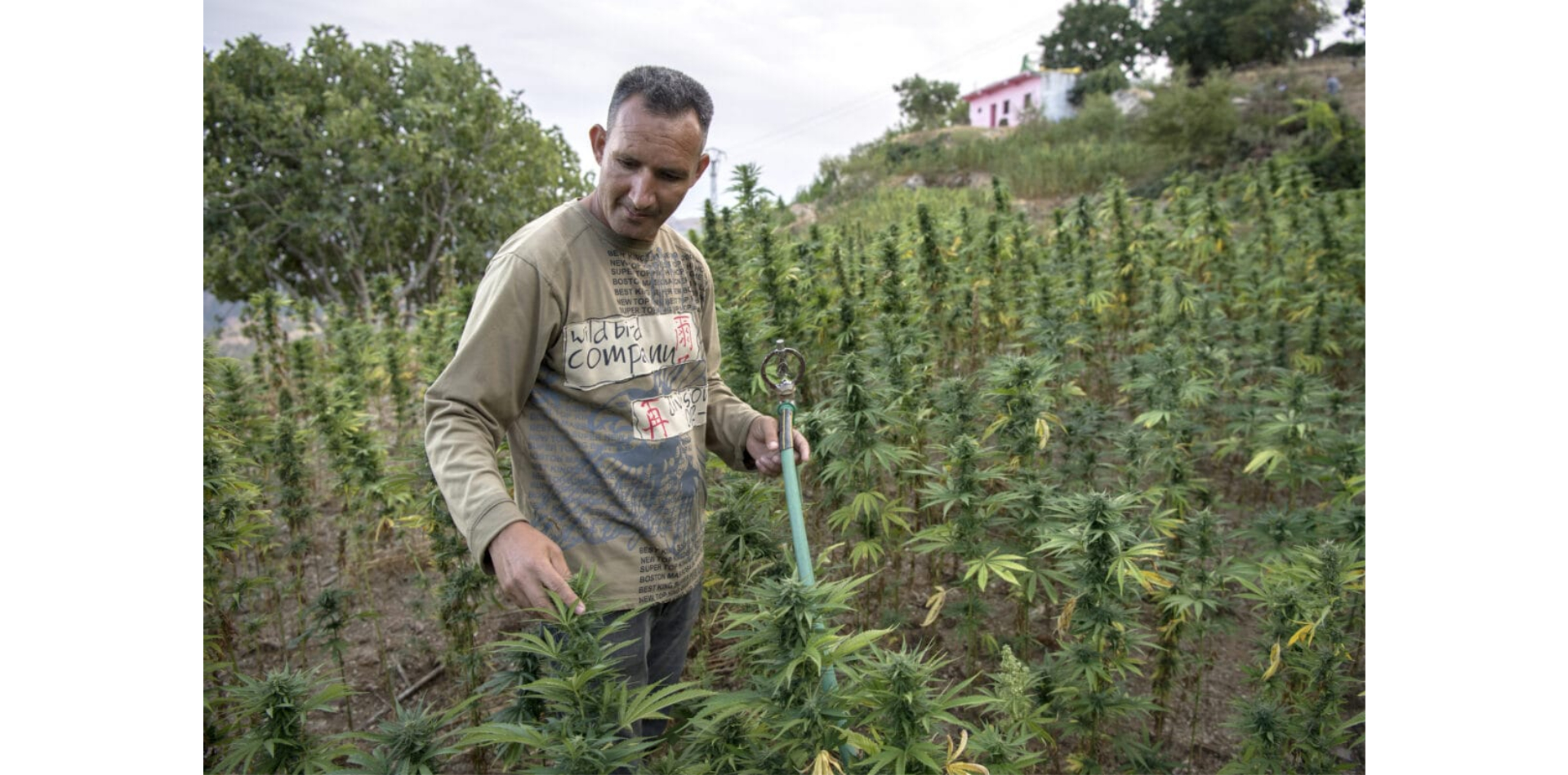 Marokko: Cannabis-Gesetzgebung, aber der Teufel steckt im Detail