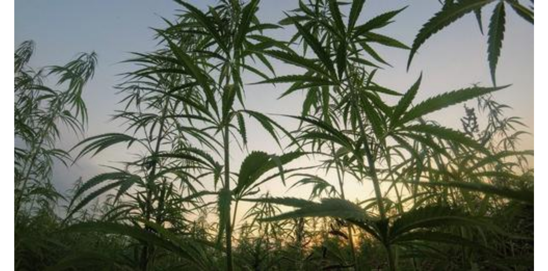Der richtige Weg zur Gründung eines europäischen Cannabisunternehmens
