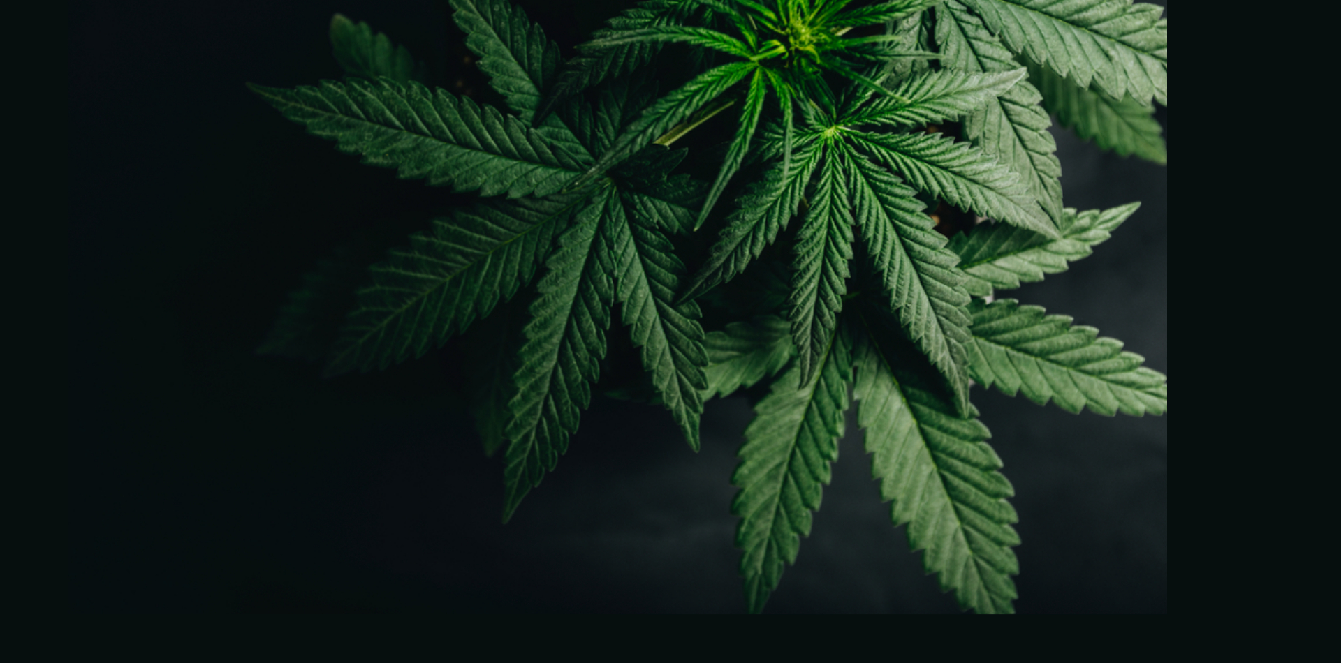 Warum medizinisches Cannabis aus Nordamerika weltweit nicht konkurrenzfähig ist
